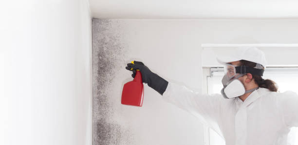 Best Black Mold Remediation in Monte Vista, CO